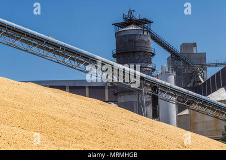 Mais e granella di manipolazione o di Terminale di raccolta. Il mais può essere utilizzato per alimenti o mangimi, o etanolo V Foto Stock