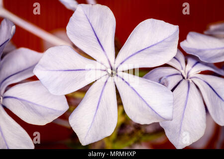 Viola/Blu fiore a strisce Foto Stock