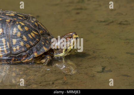 Un orientale Tartaruga scatola di raffreddamento in una pozzanghera. Foto Stock