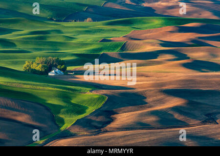 Campi di grano da Steptoe Butte, Palouse Foto Stock