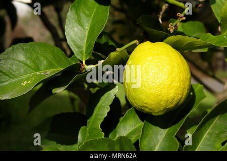 Eureka maturazione di limone sulla struttura ad albero al sole del mattino Foto Stock