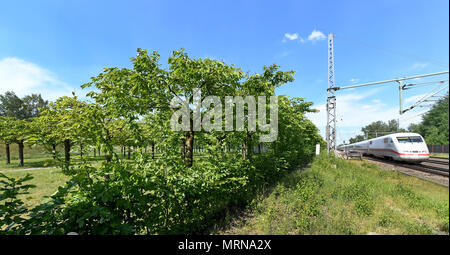 24 maggio 2018, Germania, Eschede: Un Inter City Express (ghiaccio) treno passa il memoriale per il 1998 Eschede deragliamento di ghiaccio, dove 101 alberi di ciliegio che sono state piantate (L). Il 3 giugno 1998, il ghiaccio 884 " Wilhelm Conrad Röntgen' deragliato sul Hannover-Hamburg rotta vicino al villaggio di Eschede. 101 persone sono morte. Foto: Holger Hollemann/dpa Foto Stock