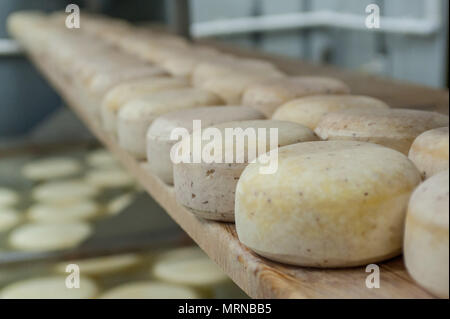 Vvillage Novonikolskoe, Michurin, Regione di Tambov, Russia. 27 Maggio, 2018. Salatura il formaggio nel negozio solo credito: Aleksei Sukhorukov/ZUMA filo/Alamy Live News Foto Stock