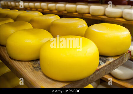 Vvillage Novonikolskoe, Michurin, Regione di Tambov, Russia. 27 Maggio, 2018. La maturazione del formaggio camera Credito: Aleksei Sukhorukov/ZUMA filo/Alamy Live News Foto Stock