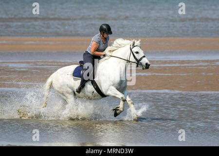 Southport, Regno Unito. 27 maggio 2018. Regno Unito Meteo. Su una bella e soleggiata bank holiday domenica pomeriggio, Mandy Fairclough da Manchester giostre i suoi dieci anni di highland pony "Lagalgarv Ben Quilean' lungo la marea sulle sabbie dorate della spiaggia di Southport nel Merseyside. Mandy è appena tornato alla costa nord ovest dopo concorrenti di fronte a Sua Altezza Reale il Principe di Galles La regina al Royal Windsor. Credito: Cernan Elias/Alamy Live News Foto Stock