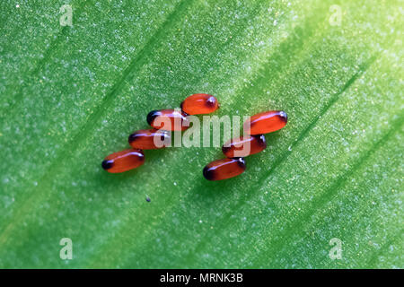 Epsom Surrey England Regno Unito. 27 maggio 2018. Una linea del giglio rosso beetle uova su una pianta di giglio Foglia. Noto anche come scarlet lily beetle (Lilioceris lilii) mangeranno e rovina gigli crescere all'aperto. Credito: Julia Gavin/Alamy Live News Foto Stock