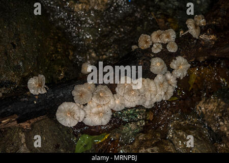 Inkcap pieghettata, fungo, Parasola plicatilis, Psathyrellaceae, Parco Nazionale di Corcovado, Costa Rica, Centroamerica Foto Stock