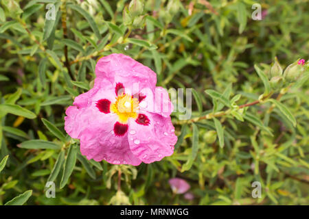 Camelia - fiore rosa con un centro giallo coperto con le goccioline di acqua Foto Stock