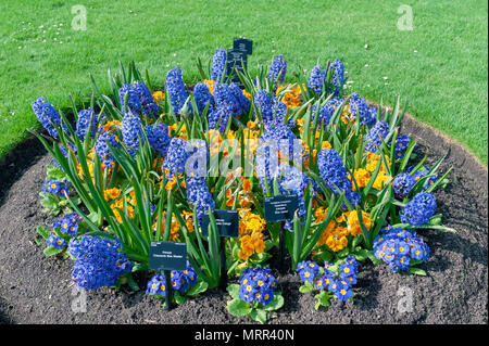 London, Regno Unito - Aprile 2018: un assortimento di fiori colorati e cresciuto in un aiuola a Kew Gardens, un giardino botanico nel sud-ovest di Londra - Inghilterra Foto Stock