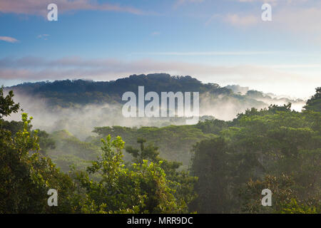La foresta pluviale umido all'alba nel parco nazionale di Soberania, Repubblica di Panama. Foto Stock