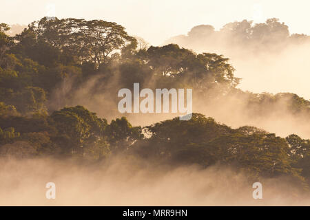 La foresta pluviale umido all'alba nel parco nazionale di Soberania, Repubblica di Panama. Foto Stock