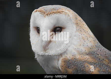 Una stretta fino a tre quarto profilo fotografia di un barbagianni staring a sinistra e guardando alert Foto Stock