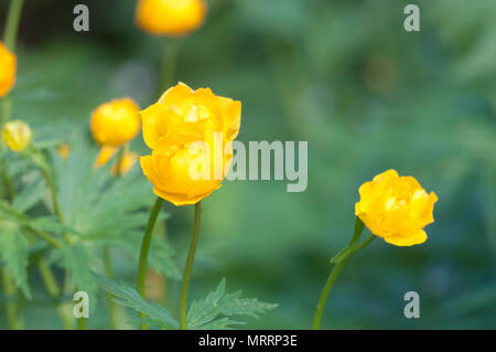 Cinese (globeflower Trollius chinensis) close up shot, messa a fuoco locale Foto Stock