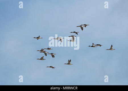 Un gregge di Red Breasted Merganser (Mergus serrator) in volo, Loch Fleet, Coul Links, Dornoch, Sutherland, Scotland, Regno Unito Foto Stock