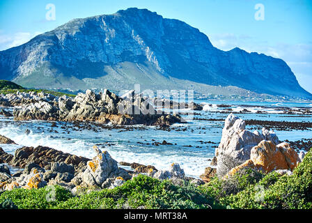 Il punto pietroso colonia di Pinguini si trova a Betty's Bay sul Cape Overberg costa, Western Cape, ed è il solo continente basato su P africana Foto Stock