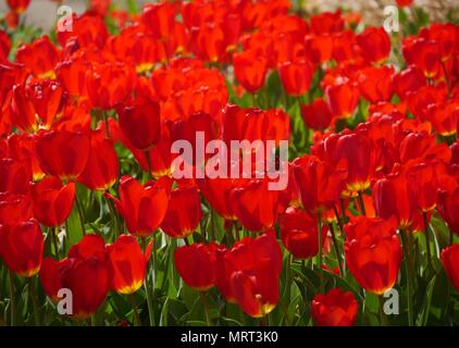 Un patch di red fioritura di tulipani e una farfalla parzialmente nascosto in un bulbo di tulipano Foto Stock