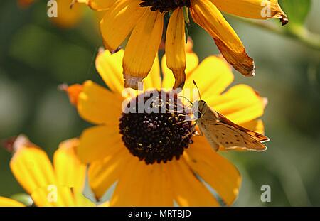 Una piccola farfalla sips il nettare da un fiore giallo Foto Stock