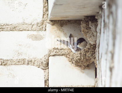 Swallow si siede in un nido sotto il tetto di un edificio a più piani Foto Stock