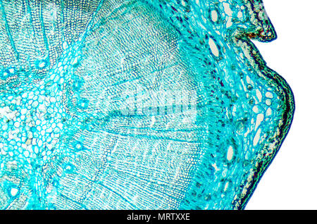 Pine legno matura e sezione trasversale. Microscopio a luce scorrevole con microsection di una conifera sempreverde in genere Pinus. Impianto di anatomia. Biologia. Foto. Foto Stock