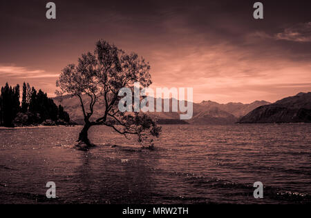 Che arriva a Wanaka tree - famoso lonely albero che cresce nel lago Wanaka nell isola del sud della Nuova Zelanda, montagne sullo sfondo, arancio il tono utilizzato Foto Stock