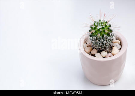 Piccola pianta in vaso succulente e cactus su sfondo bianco da vista frontale Foto Stock