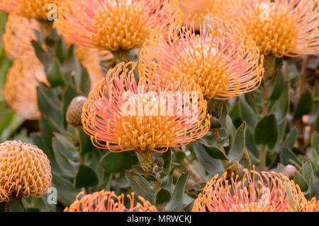 Puntaspilli Protea (Leucospermum cordifolium) aka gigante di fiamma in fiore. Foto Stock