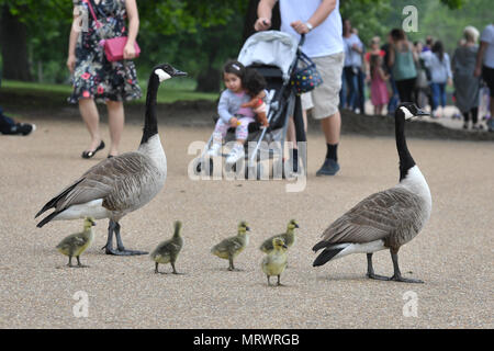 Oche e goslings in Hyde Park, Londra. Foto Stock