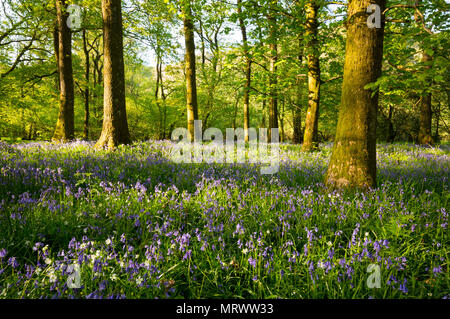 Bluebells in primavera nei pressi di Rydal acqua nel distretto del lago in Cumbria Foto Stock