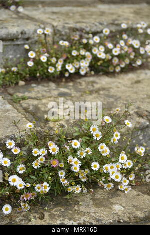 Pratoline crescente a gradini in pietra, Canons Ashby House, Northamptonshire Foto Stock