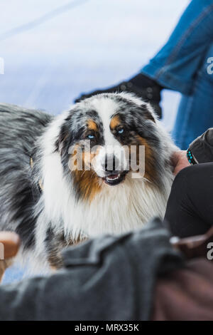 Ritratto di blue merle Border Collie con gli occhi blu Islanda Foto Stock