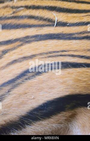 Colorato la texture della pelle della tigre superficie di pelliccia Foto Stock