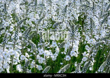 Veronica gentianoides Tissington White Speedwell guglie di fiori bianchi Foto Stock