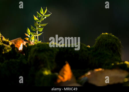 Close-up di piccoli pianta crescente sulla parte superiore di mossy con invisibili ragnatela shining in presenza di luce solare Foto Stock