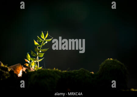 Close-up di piccoli pianta crescente sulla parte superiore di mossy con invisibili ragnatela shining in presenza di luce solare Foto Stock