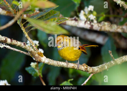 Chestnut-tailed Minla (Minla strigula) si siede sul ramo nella struttura ad albero, il Doi Inthanon, Chiang Mai Provincia, Thailandia Foto Stock