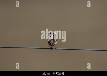 Un maschio (whinchat Saxicola rubetra) sorge accanto a una strada su un vecchio recinto in Powys, Galles. Foto Stock