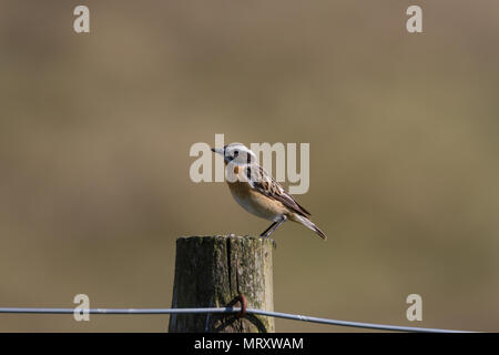 Un maschio (whinchat Saxicola rubetra) sorge accanto a una strada su un vecchio recinto in Powys, Galles. Foto Stock