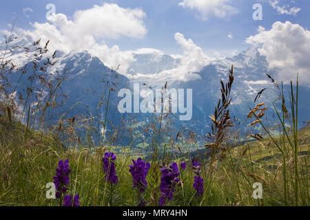 Il Lütschental, Grindelwald e la valle dell'Unterer Grindelwaldgletscher, da vicino prima con comuni Monkshood in primo piano: Svizzera Foto Stock