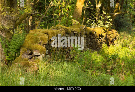 Antica, rotte, mossy in pietra a secco in parete Roddlesworth (Tockholes) boschi in estate. Foto Stock