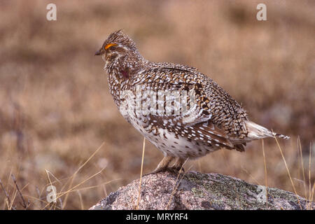 Sharp-tailed Grouse (Tympanuchus phasianellus), Manitoulin Island, Ontario, Canada Foto Stock