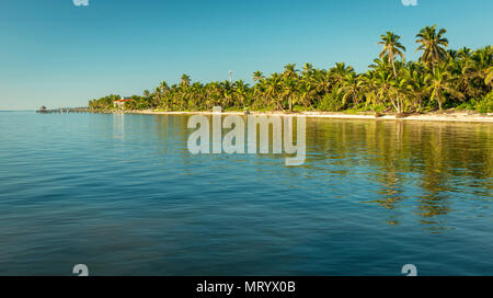 Tropical spiaggia caraibica della destinazione di Ambergris Caye nel Belize Foto Stock