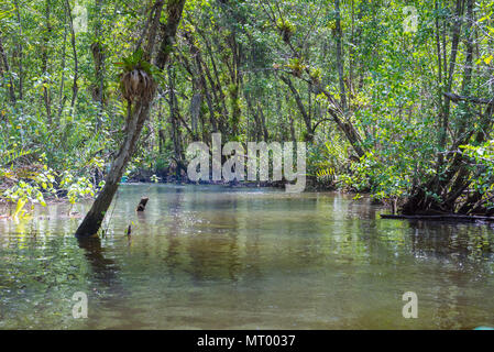 Enormi mangrovie naturale con ampia foresta verde nella natura Foto Stock