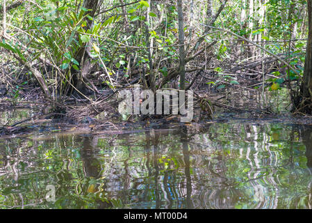 Enormi mangrovie naturale con ampia foresta verde nella natura Foto Stock