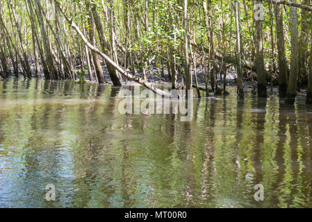 Enormi mangrovie naturale con ampia foresta verde nella natura Foto Stock