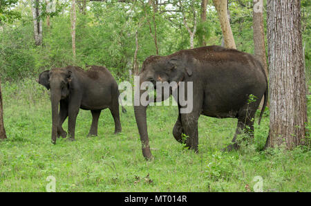 Elefanti nella selvaggia - fotografati a Kabini (Karnataka, India) Foto Stock