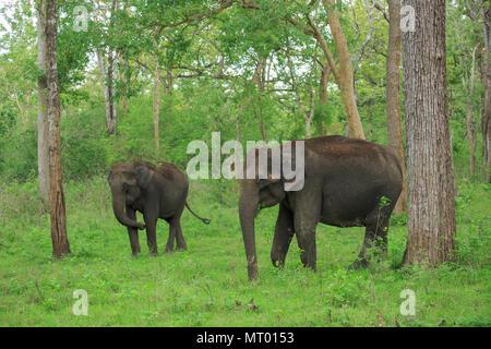 Elefanti nella selvaggia - fotografati a Kabini (Karnataka, India) Foto Stock