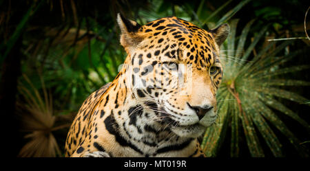 Bellissima Jaguar cat (Panthera onca) in stretta fino Foto Stock