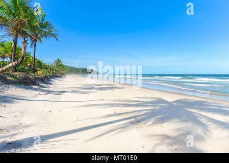 Palm tree ombra sulla bella spiaggia di sabbia con palme Foto Stock