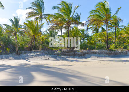 Palm tree ombra sulla bella spiaggia di sabbia con palme Foto Stock