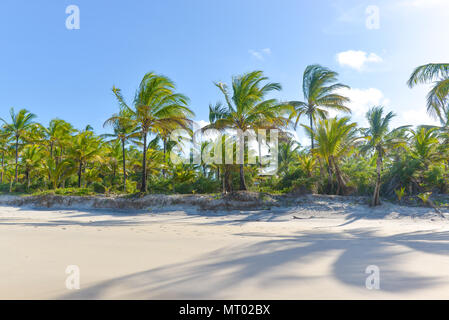 Palm tree ombra sulla bella spiaggia di sabbia con palme Foto Stock